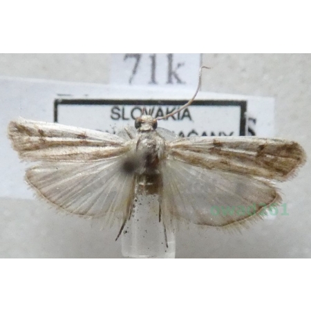 Phycitodes binaevella (Hübner, 1813) Slovakia71k